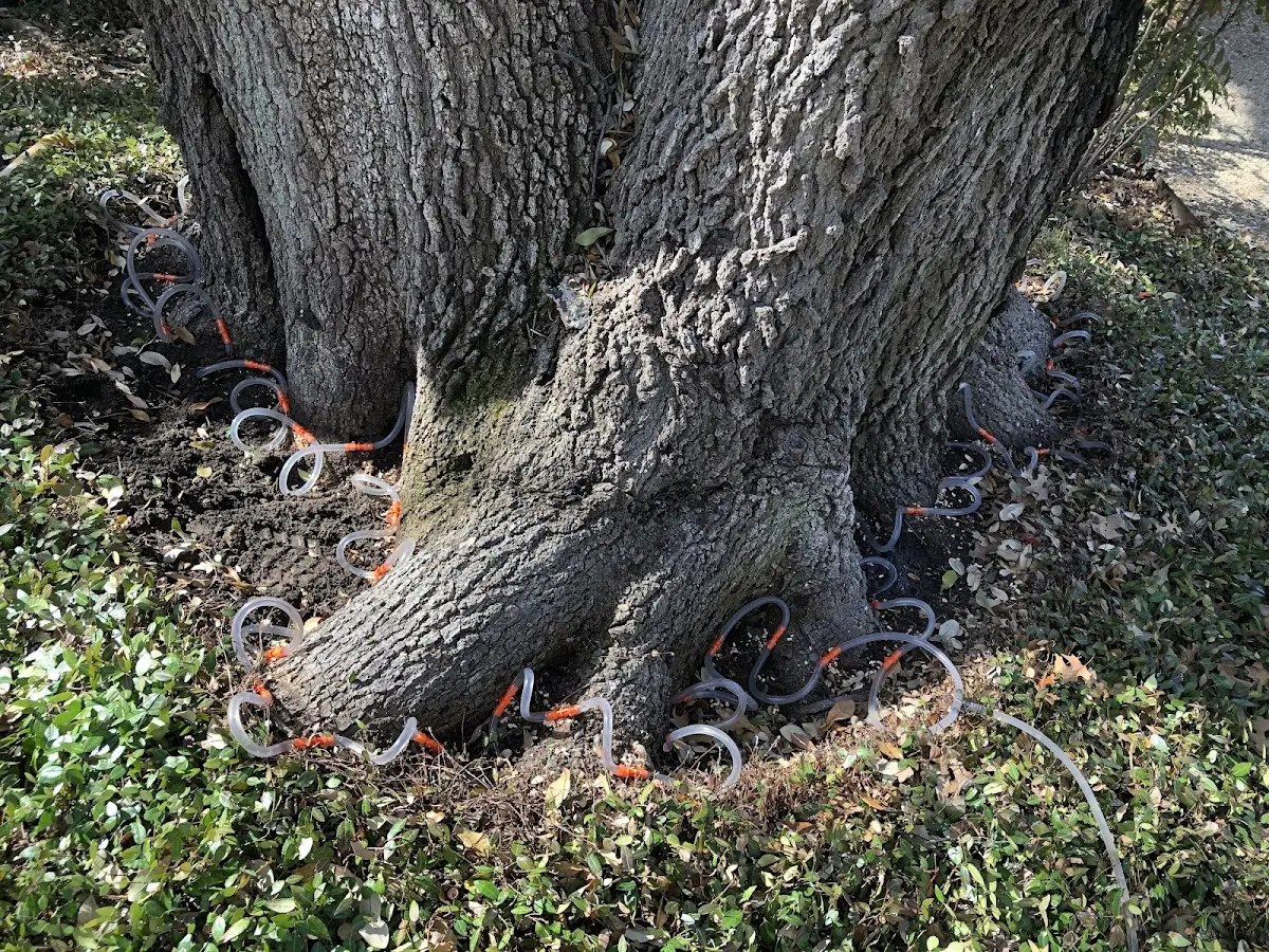 Detailed Tree Cabling and Bracing job site in Fort Wingate