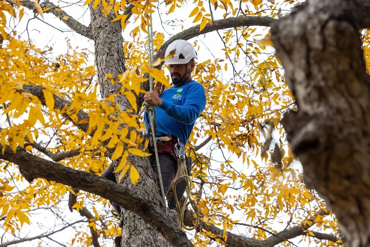 Skilled Tree Planing crew working in Fort Wingate