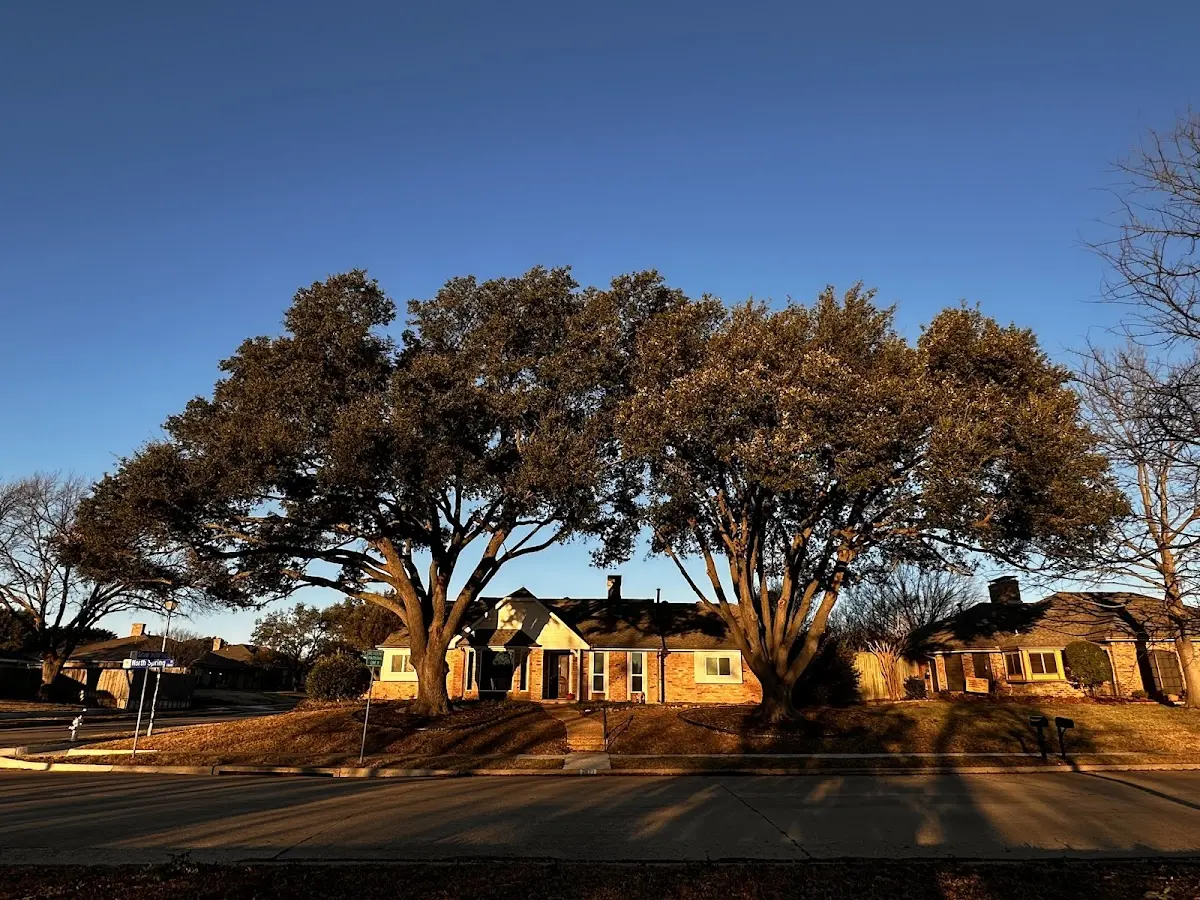 Established residential canopy tree shading a home in Fort Wingate